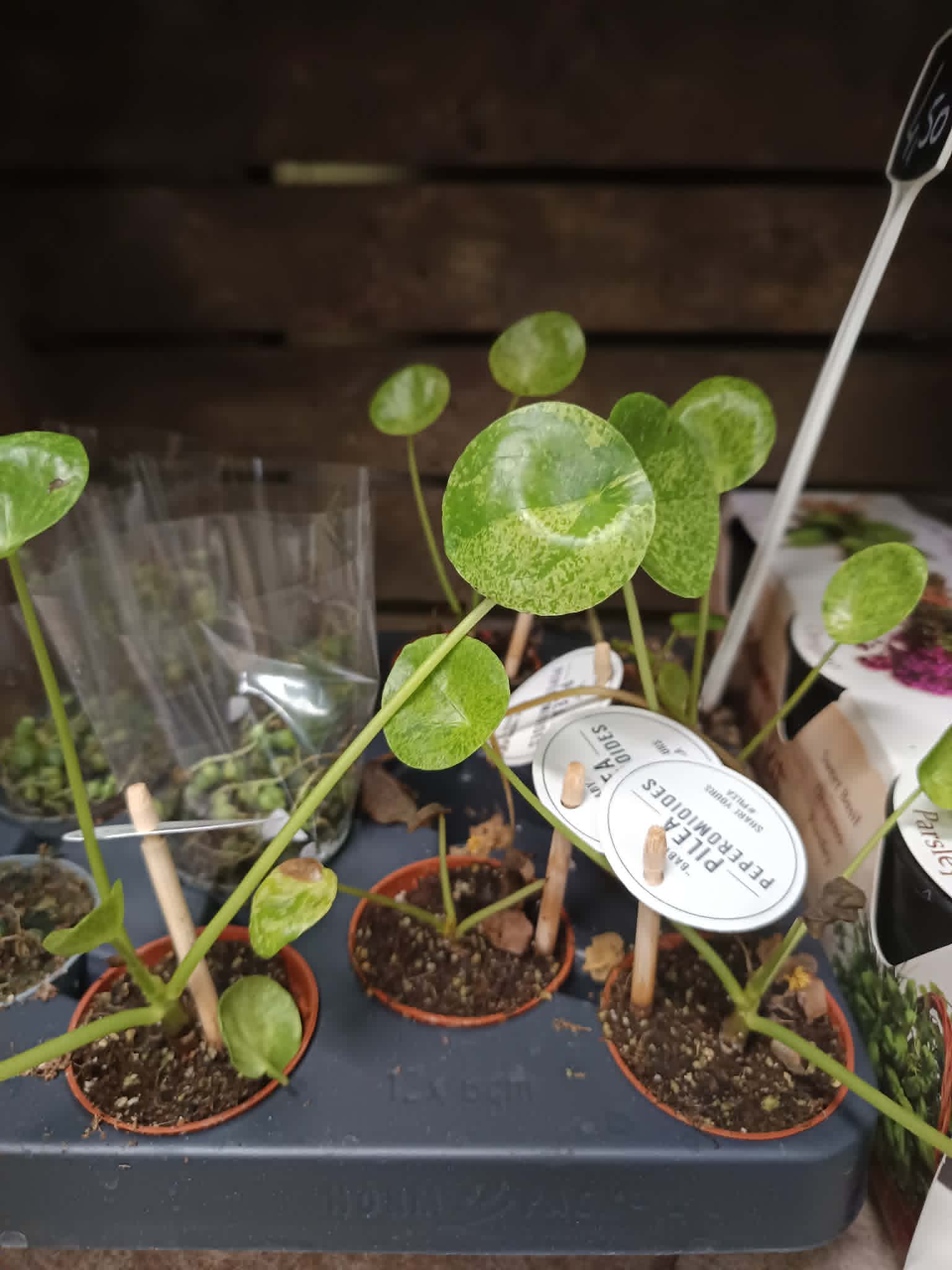 Pilea et autres plantes grasse